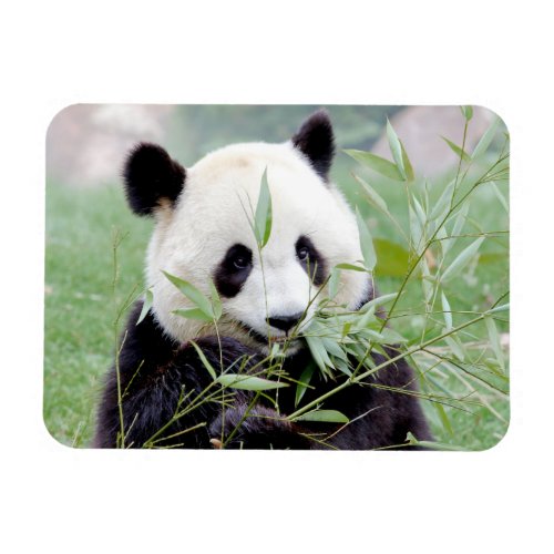 Flexible magnet Photo giant panda  animals 0167