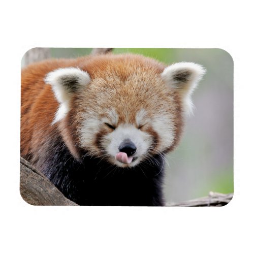 Flexible magnet Photo red panda  animals 0259