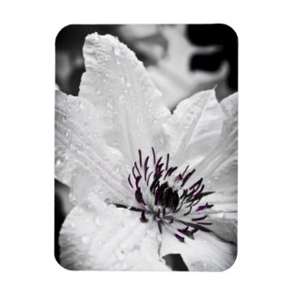 Flexible Magnet - White Clematis Flower