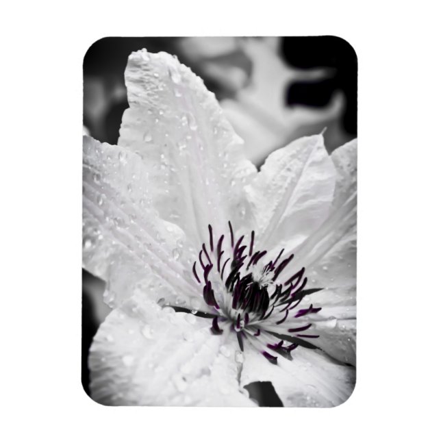 Flexible Magnet - White Clematis Flower (Vertical)