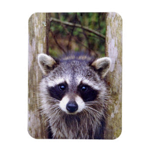 Flexible Photo Magnet w/ raccoon