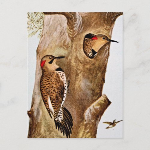 Flicker Birds Vintage Picture Postcard