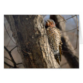 Flicker Cards (Front Horizontal)