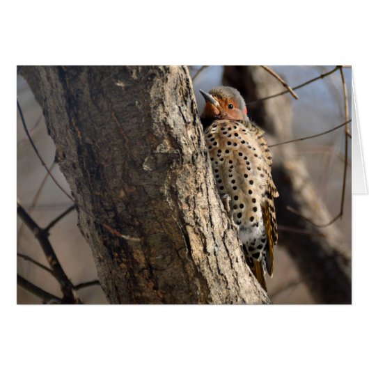 Flicker Cards (Front Horizontal)