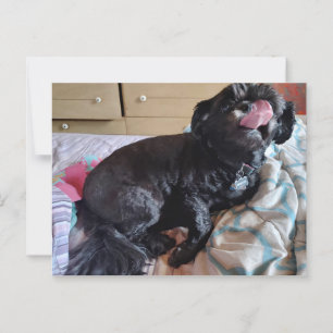 Flicker of the Tongue Postcard