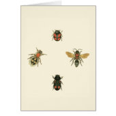 Flies and Beetles by Vision Studio (Front)