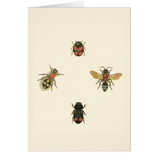 Flies and Beetles by Vision Studio Cards (Front)