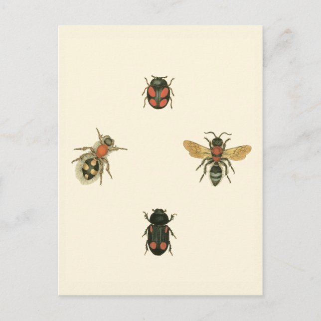 Flies and Beetles by Vision Studio Postcard (Front)