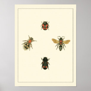 Flies and Beetles by Vision Studio Poster