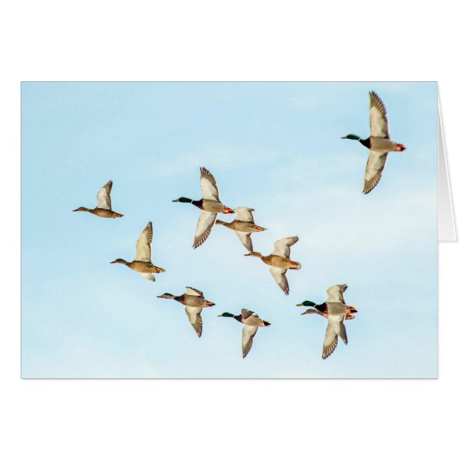 Flight of Mallards Cards (Front Horizontal)