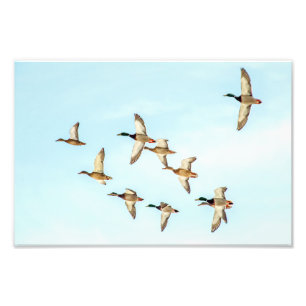 Flight of Mallards Photo Print