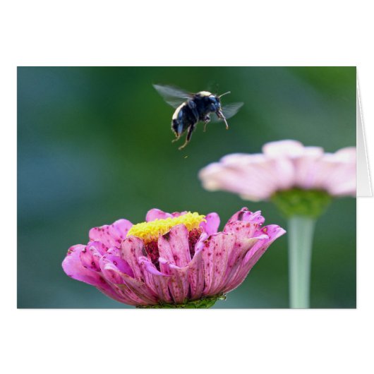 Flight of the Bumblebee (Front Horizontal)