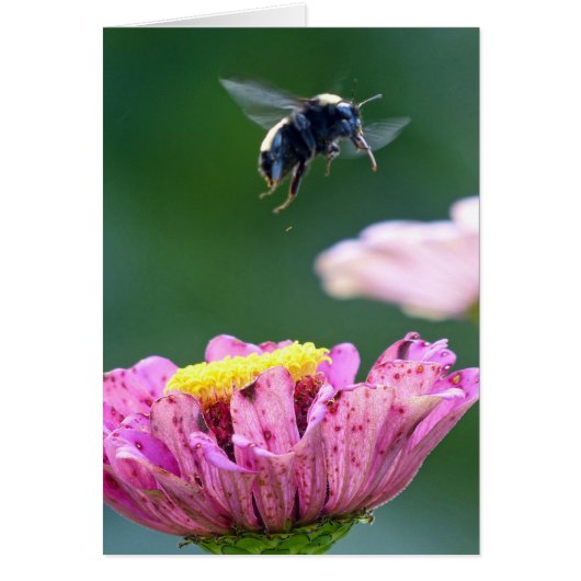 Flight of the Bumblebee Cards (Front)