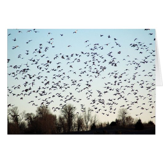 Flight of the Geese Cards (Front Horizontal)