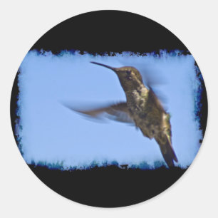 Flight of the Hummingbird Classic Round Sticker