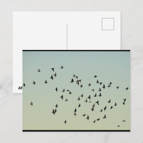 Flight of the Pigeons Postcard