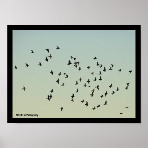 Flight of the Pigeons Poster