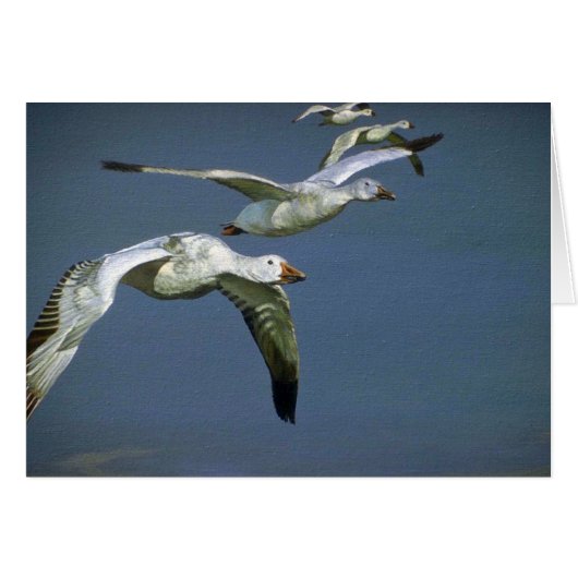 Flight of the Snow Geese Cards (Front Horizontal)