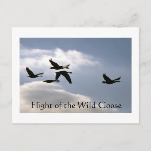 Flight of the Wild Goose - torn edges postcard