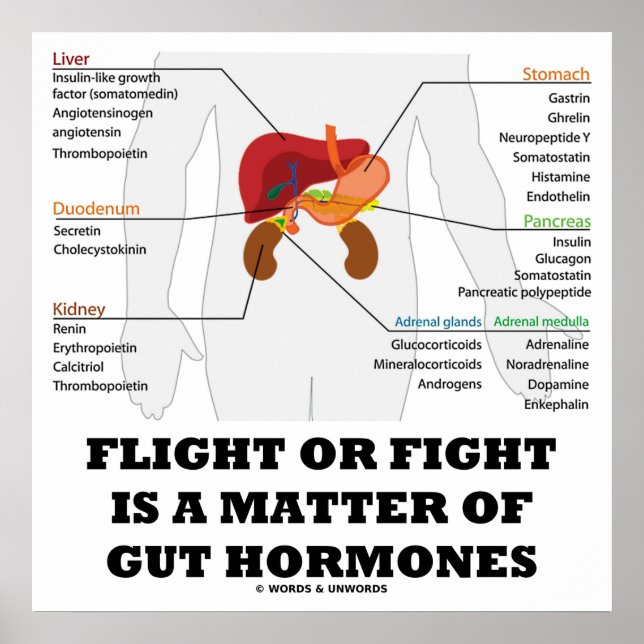 Flight Or Fight Is A Matter Of Gut Hormones Poster (Front)