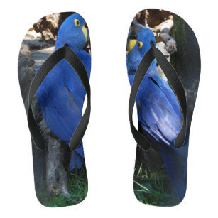 flip flops _ parrots _ kiss