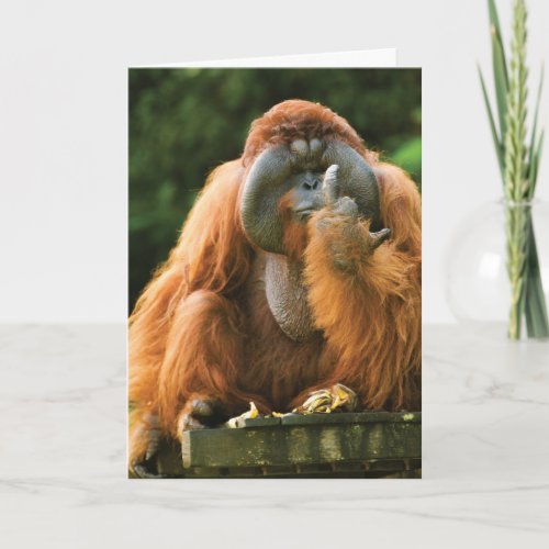 Flipping Monkey_Orangutan _ Birthday Card
