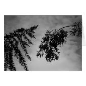 Flirtation (Front Horizontal)