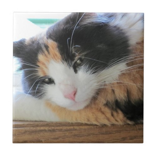 Flirty Calico Cat Ceramic Tile