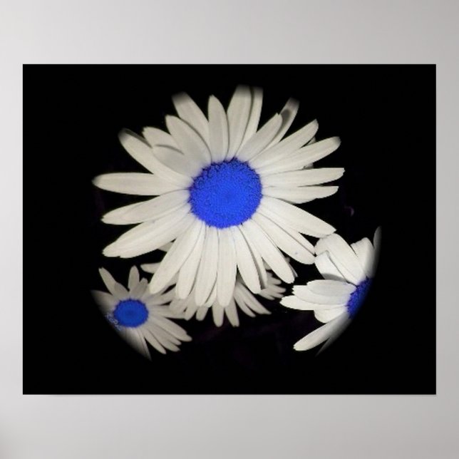 Floating Daisies Poster (Front)
