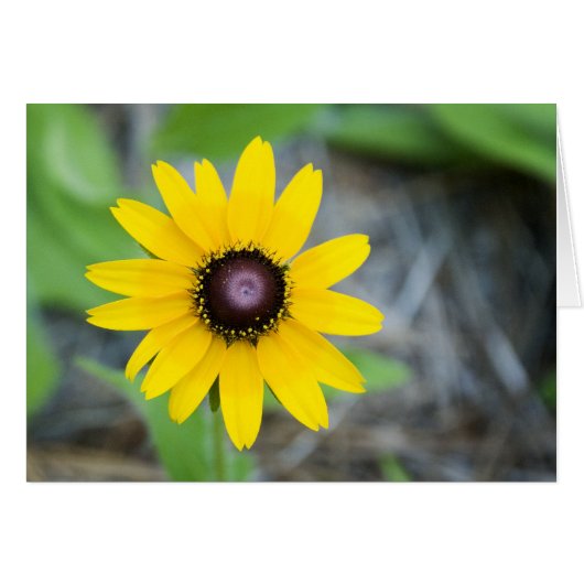 Floating Daisy Cards (Front Horizontal)