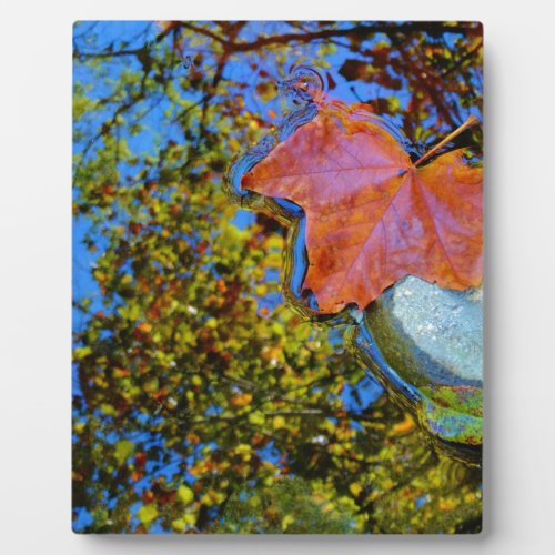 floating fall leaf on rock plaque