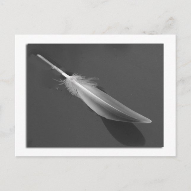 Floating Feather Postcard (Front)