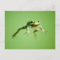 Floating frog in transparent and calm water .