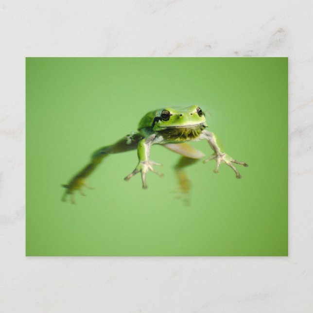 Floating frog in transparent and calm water . postcard (Front)