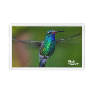 Floating Hummingbird Acrylic Tray