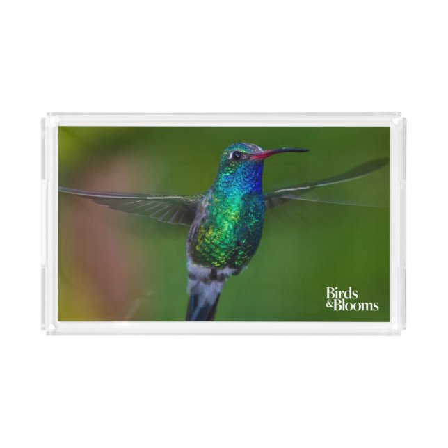 Floating Hummingbird Acrylic Tray (Front)