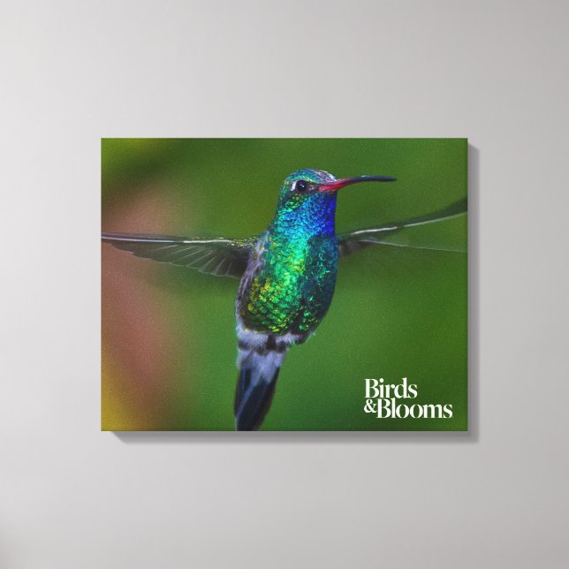 Floating Hummingbird Canvas Print (Front)