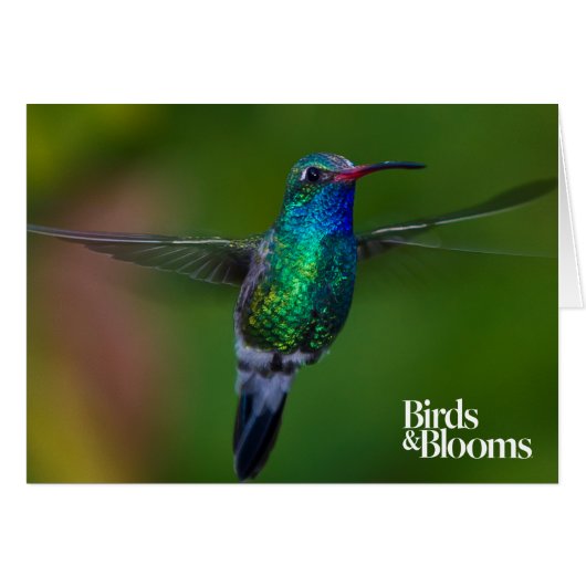 Floating Hummingbird Cards (Front Horizontal)