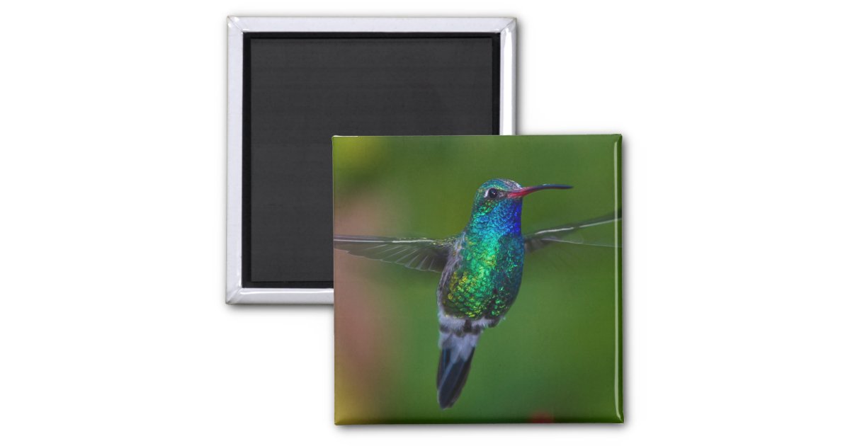 Floating Hummingbird Magnet | Zazzle
