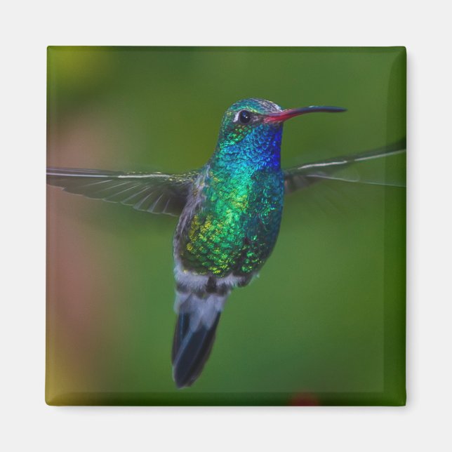 Floating Hummingbird Magnet (Front)