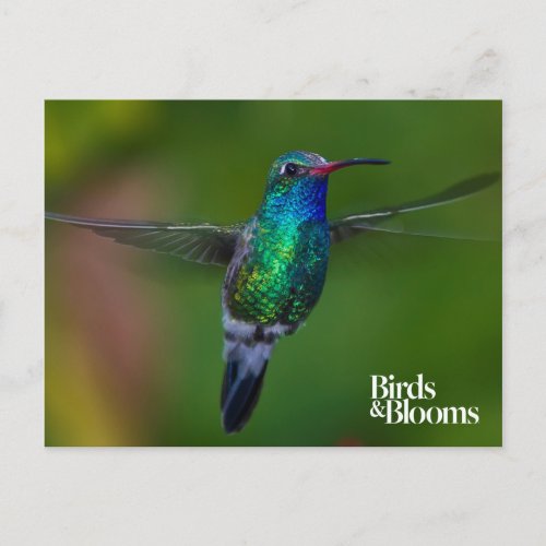 Floating Hummingbird Postcard