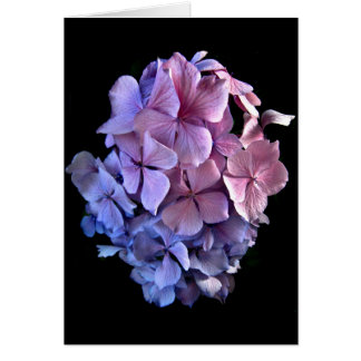 Floating Hydrangea Cards