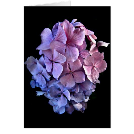Floating Hydrangea Cards (Front)