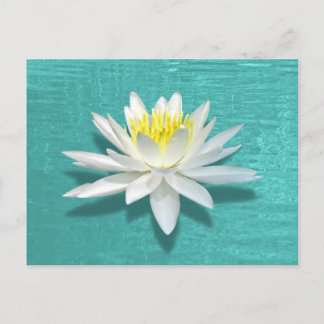 Floating Lily on Aquamarine Ripples Postcard