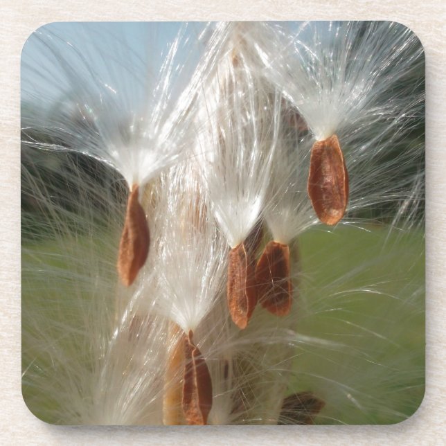 Floating Milkweed Seeds Art Print/Graphic Beverage Coaster (Front)