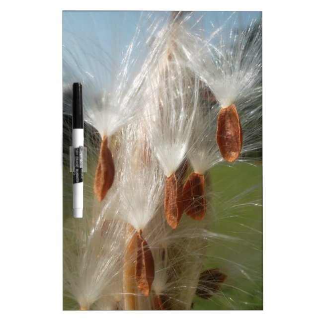 Floating Milkweed Seeds Art Print/Graphic Dry-Erase Board (Front)