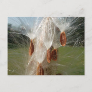 Floating Milkweed Seeds Art Print/Graphic Postcard