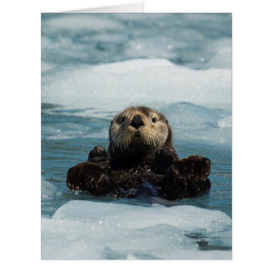 Floating Otter Cards (Front)