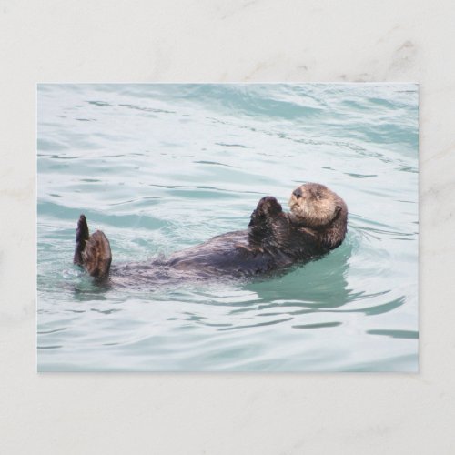 Floating Otter in Alaska Postcard