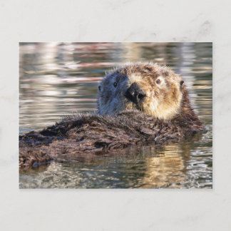 Floating Otter Postcard